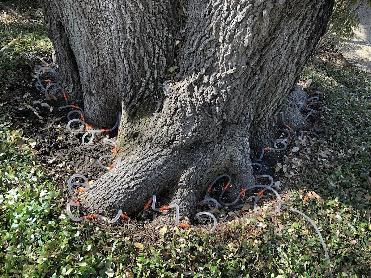 Detailed Shrub and Hedge Trimming job site in Wortham