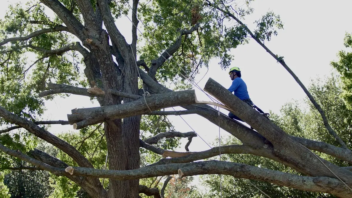 Professional Hazardous Tree Removal performed by certified arborists in Wortham