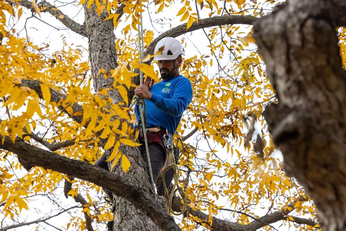Skilled Tree Planing crew working in Wortham
